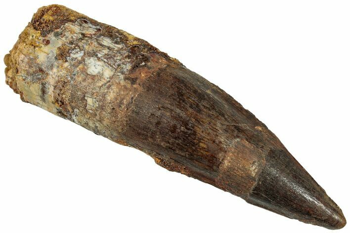 Bargain, Fossil Spinosaurus Tooth - Real Dinosaur Tooth #311156